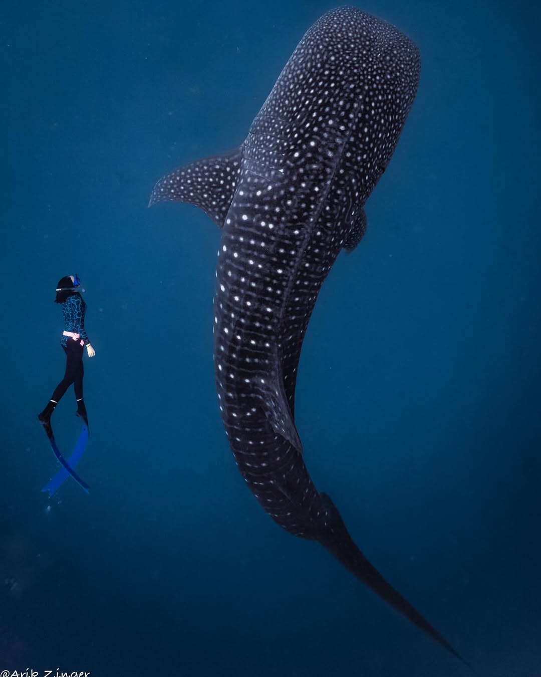 Swimming with whale sharks in the clear waters of Mafia Island Marine Park